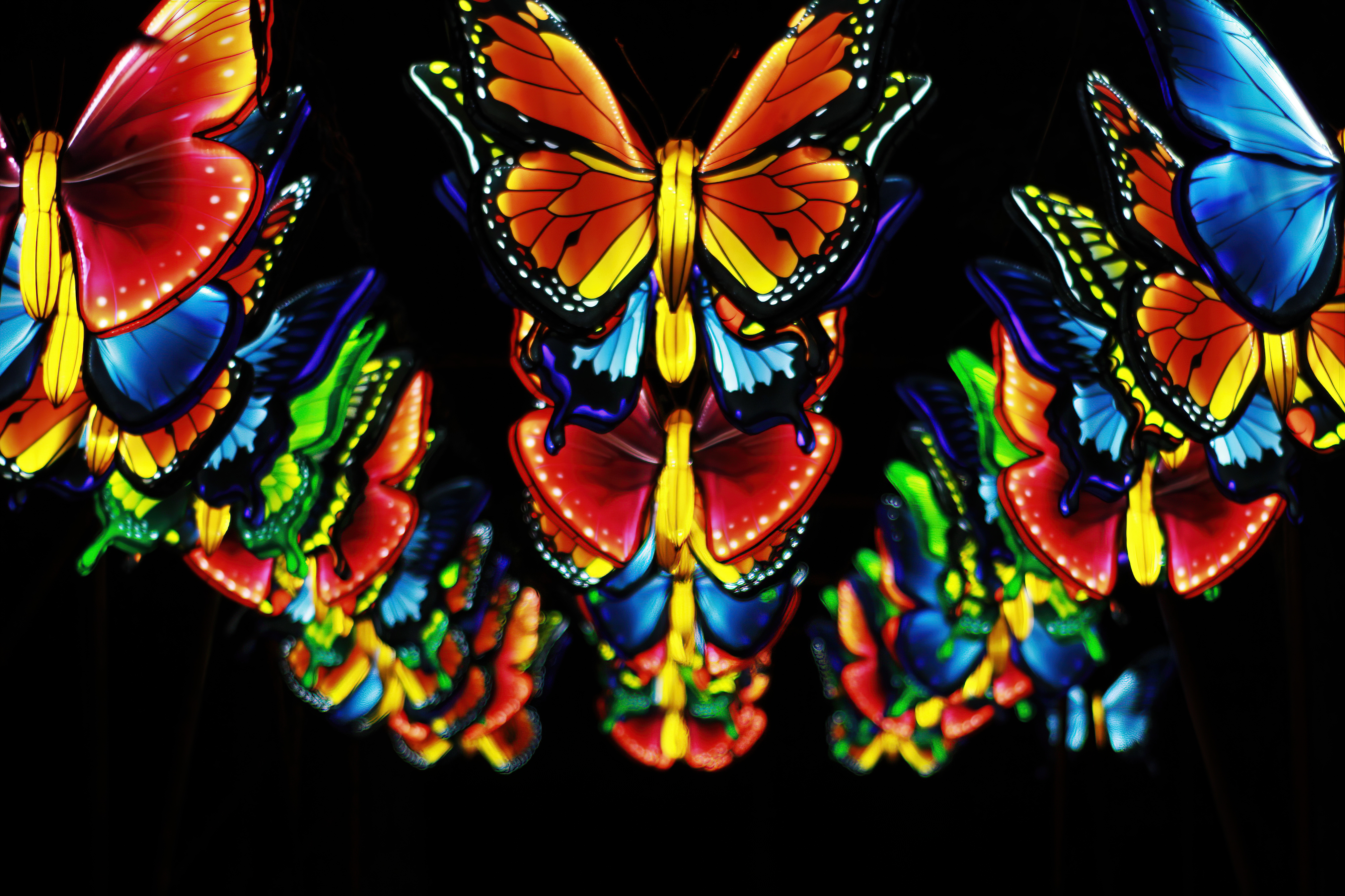 Wings of Wonder