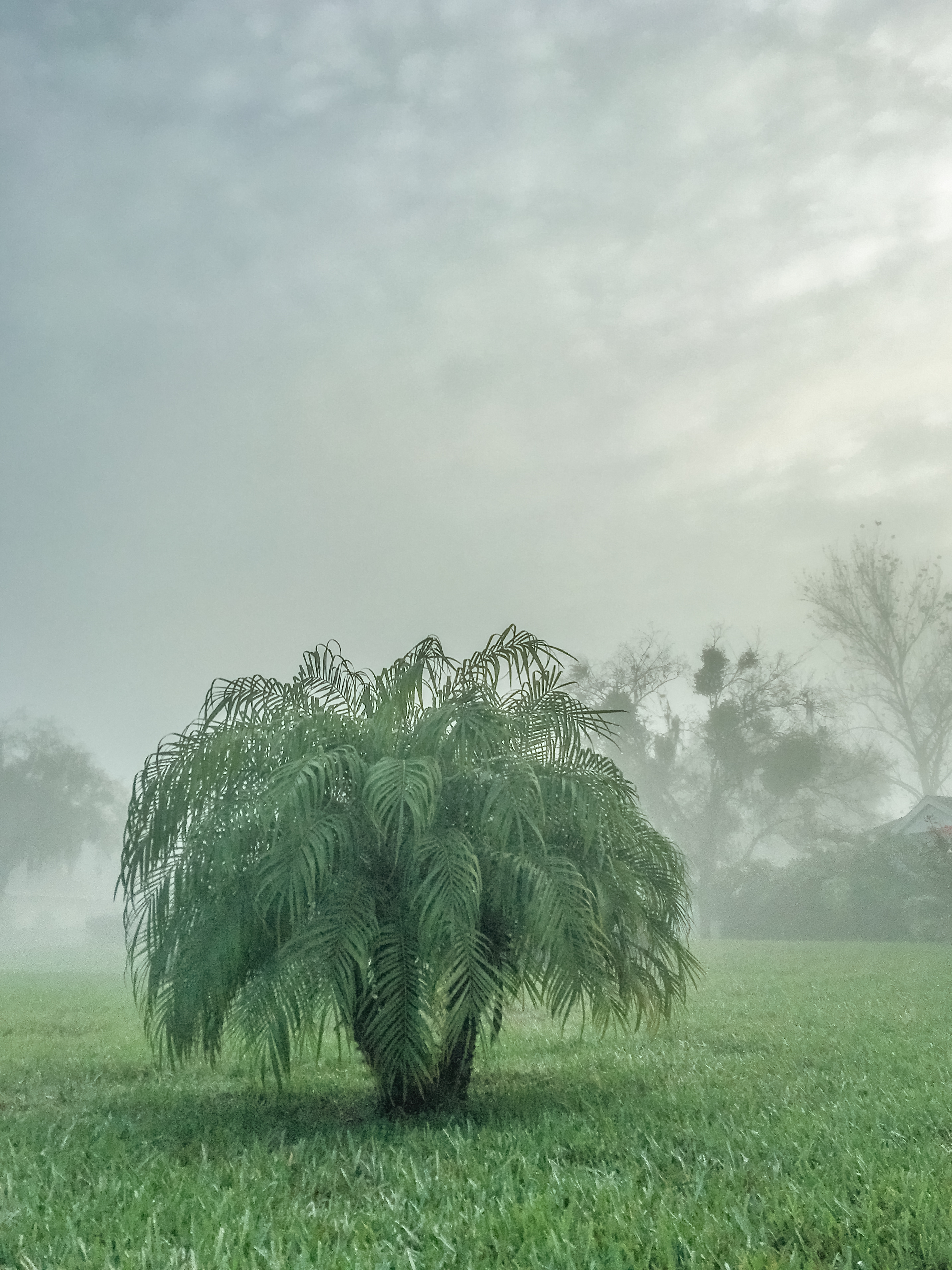 Whispers in the Mist
