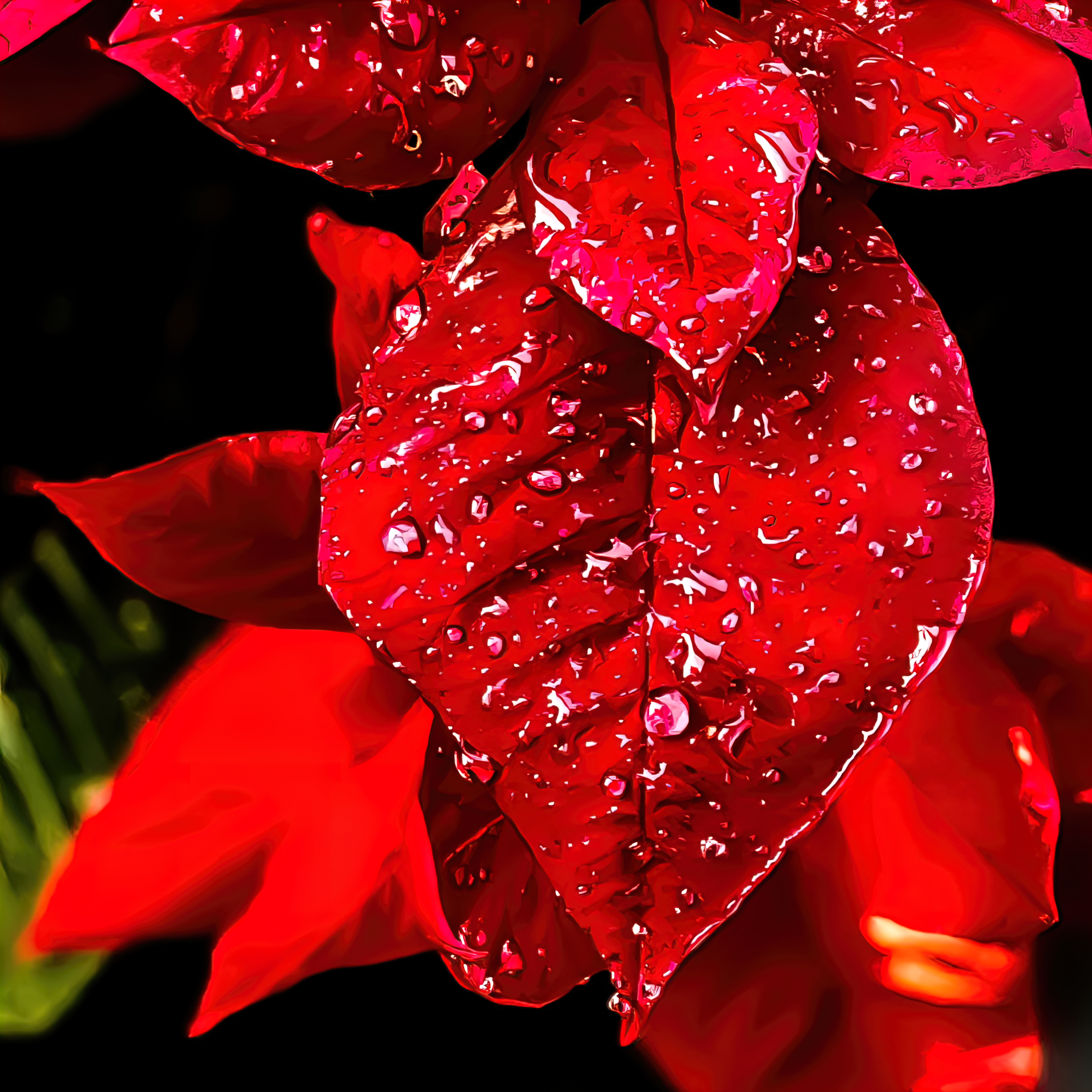 Festive Bloom