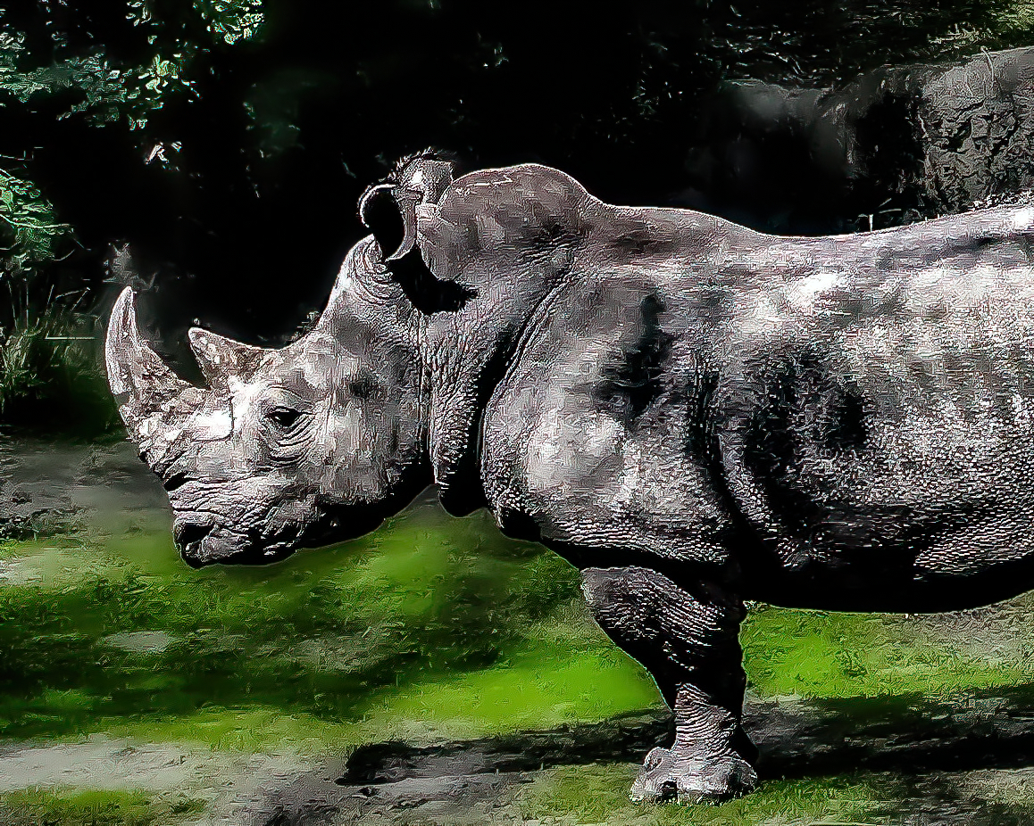 Ancient Strength: The Dreaming Rhino